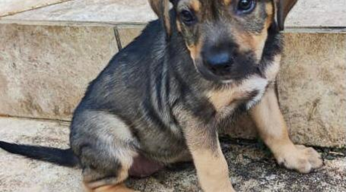 Chiens à adopter